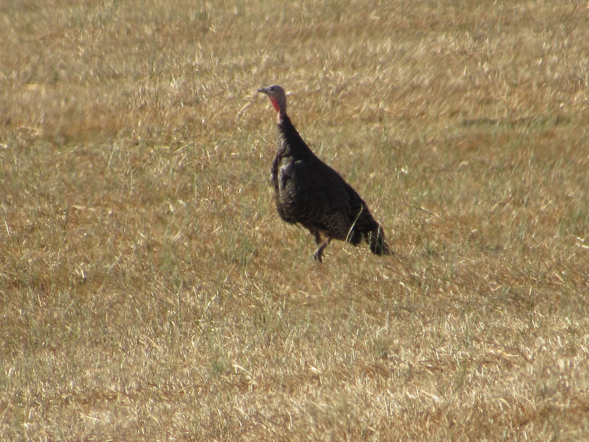 Wild Turkey - ML640004974