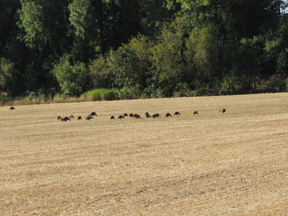 Wild Turkey - ML640004979