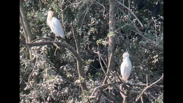 Western Cattle-Egret - ML640004986