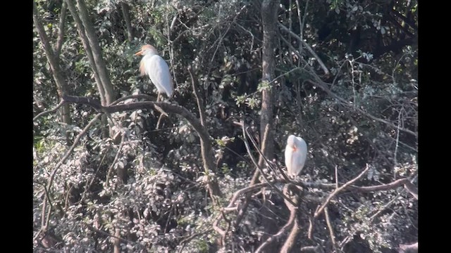 Western Cattle-Egret - ML640004987