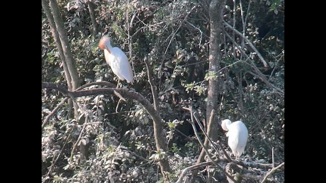 Western Cattle-Egret - ML640004988