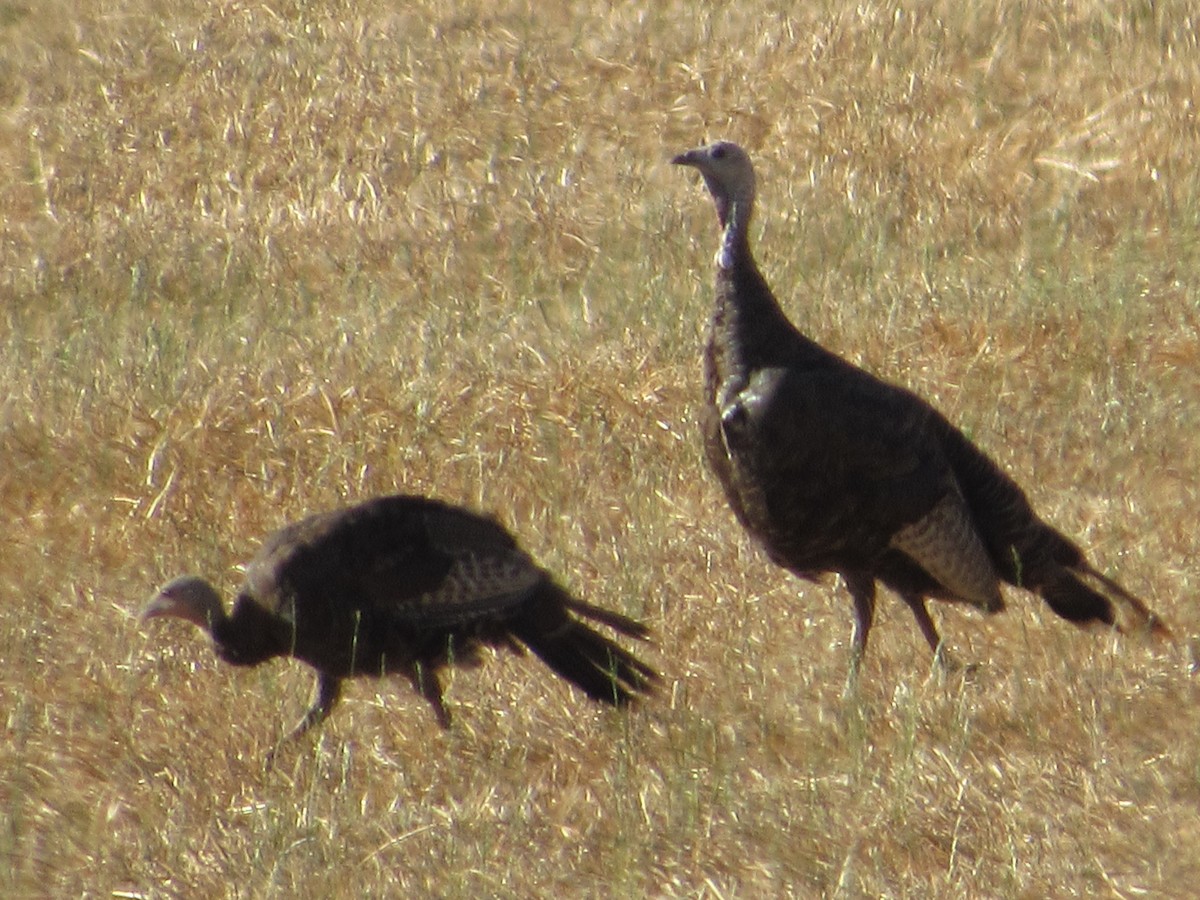 Wild Turkey - ML640004989
