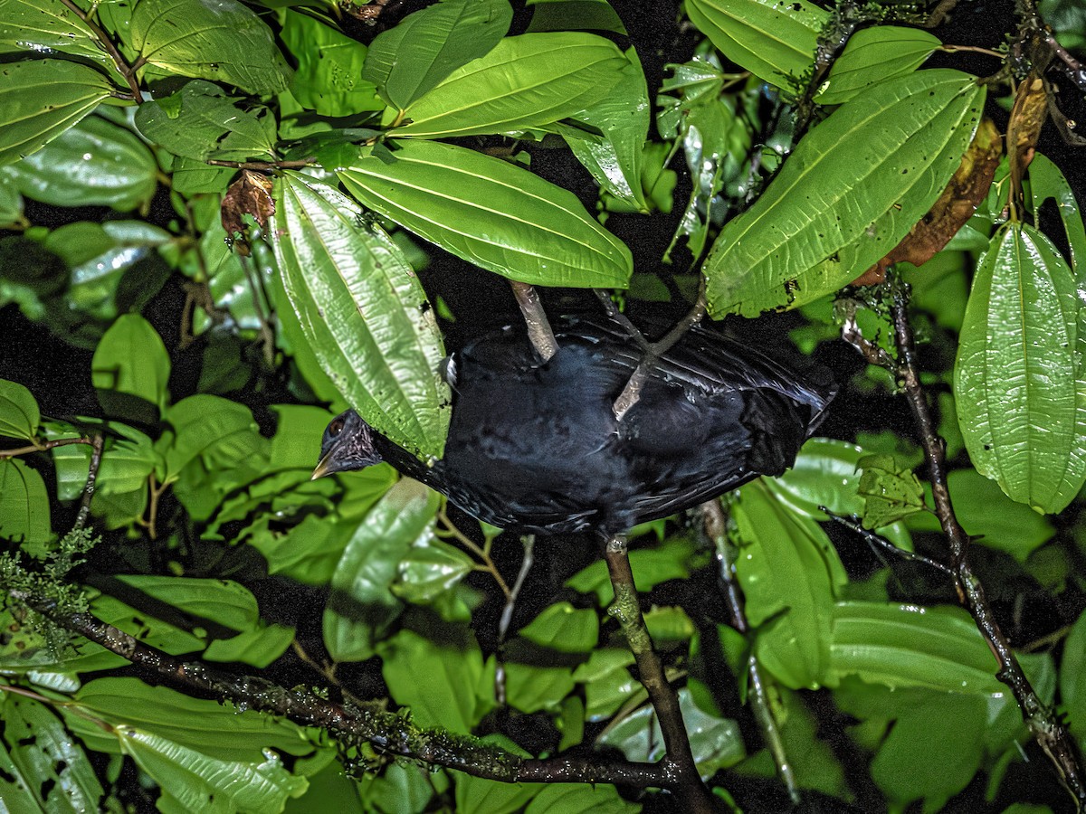 Dusky Megapode (Dusky) - ML640004999