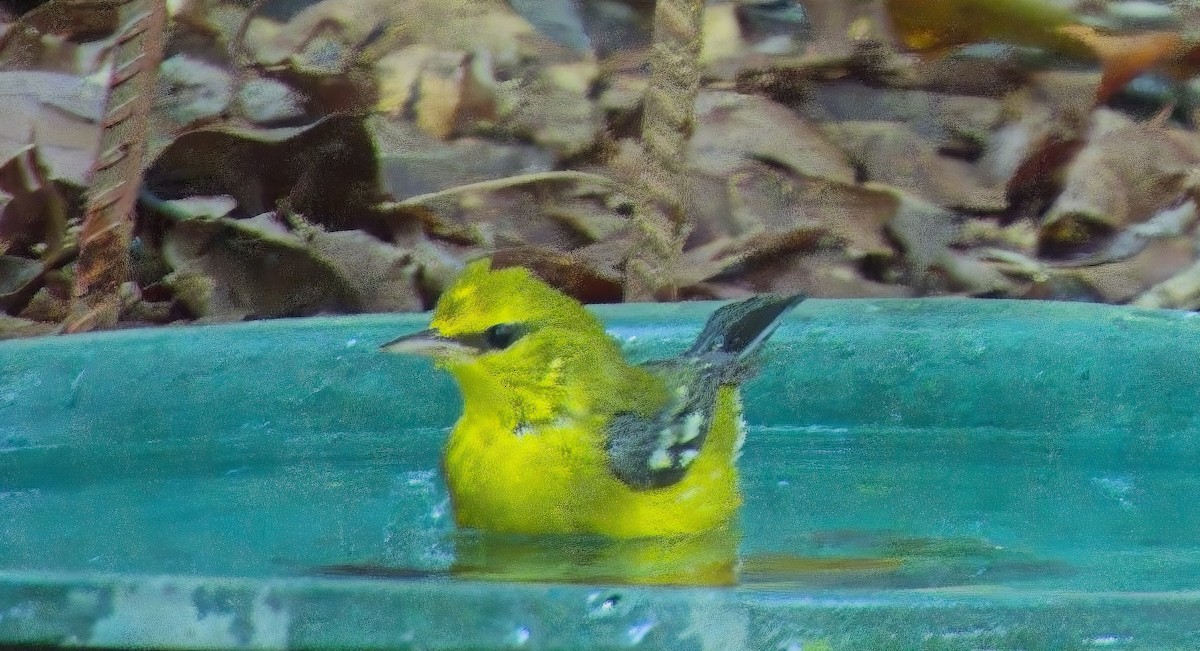 Blue-winged Warbler - ML640005003