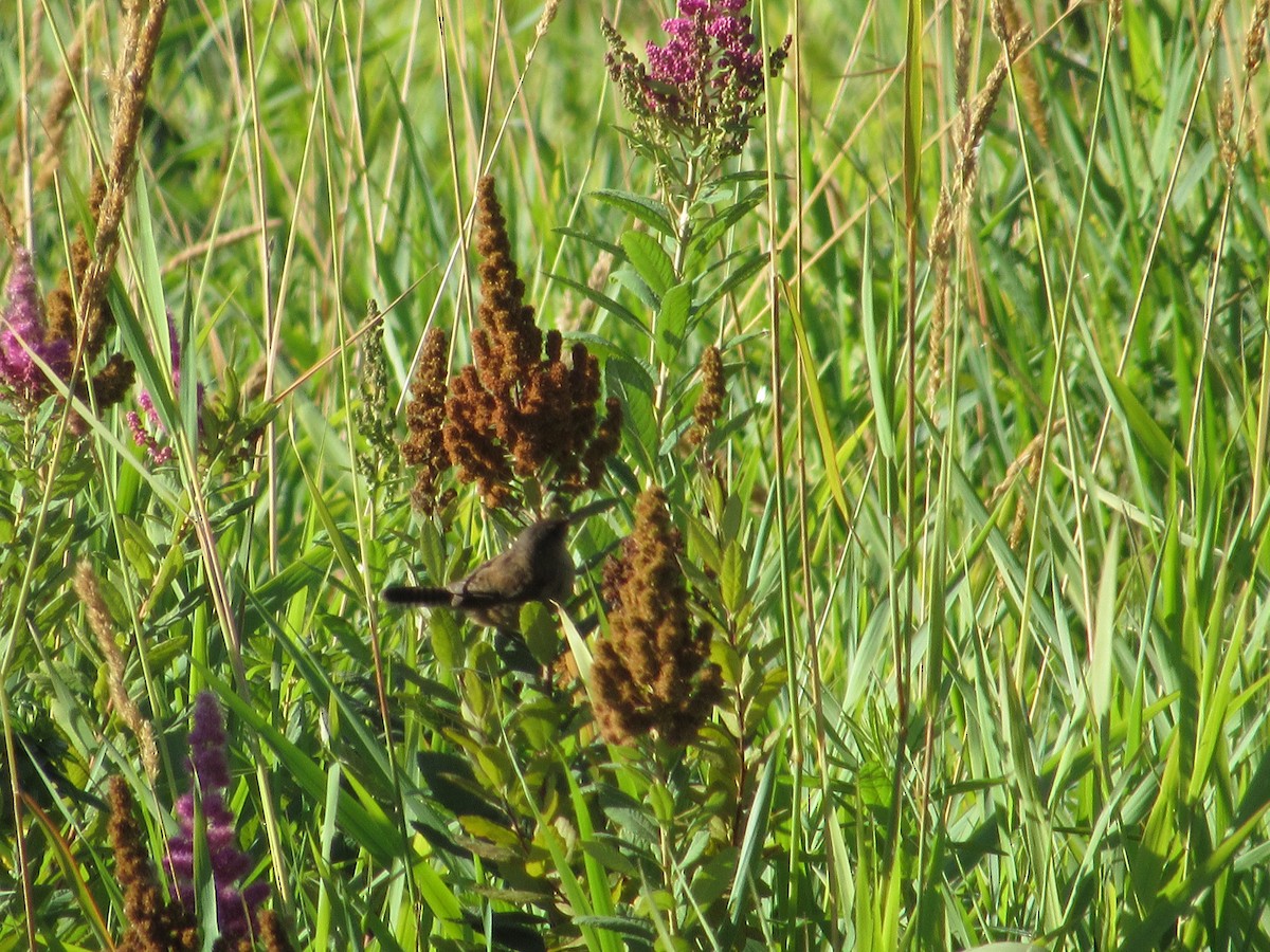 Song Sparrow - ML640005008