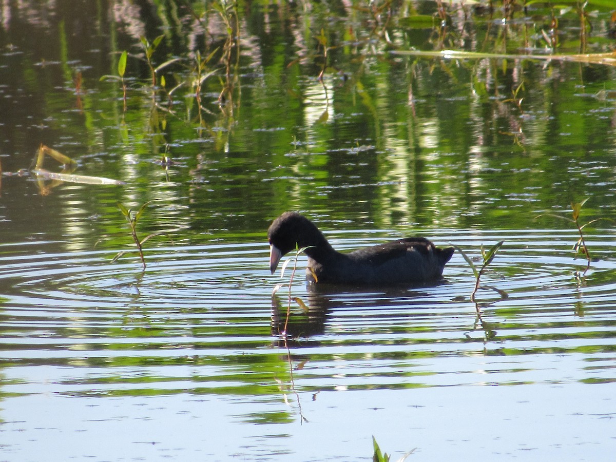 American Coot - ML640005019