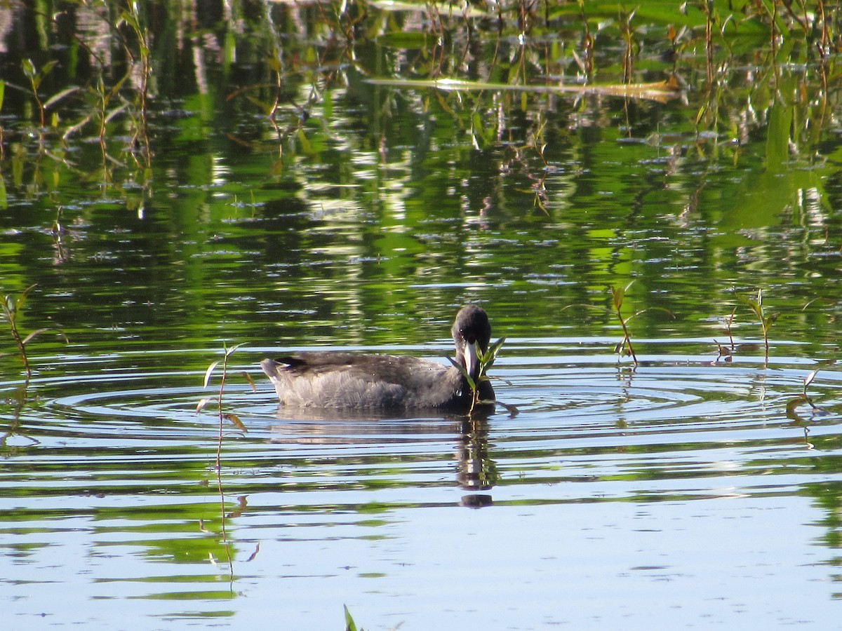 American Coot - ML640005029