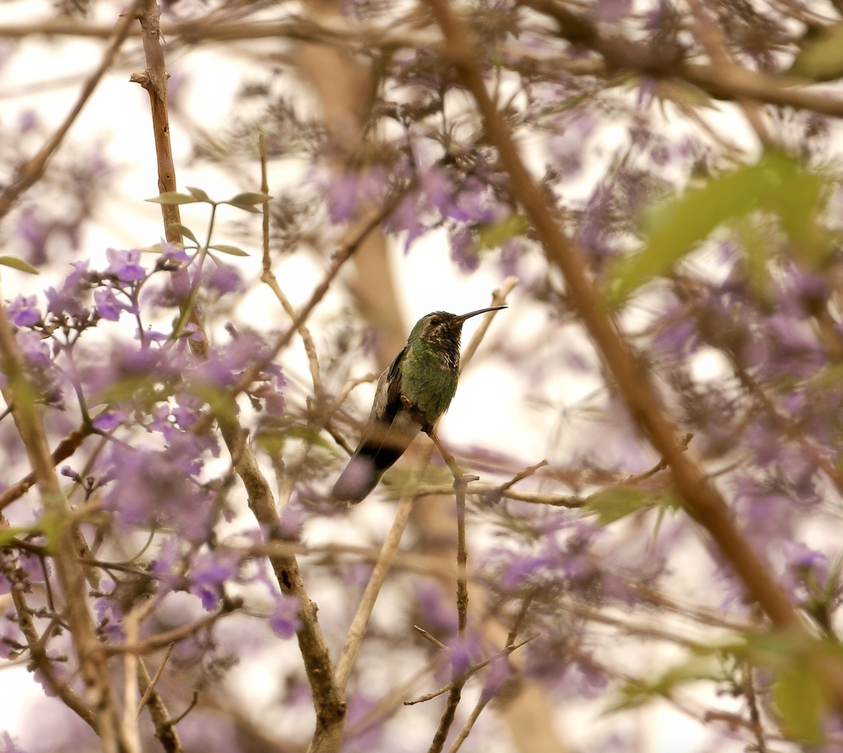 White-tailed Goldenthroat - ML640005030