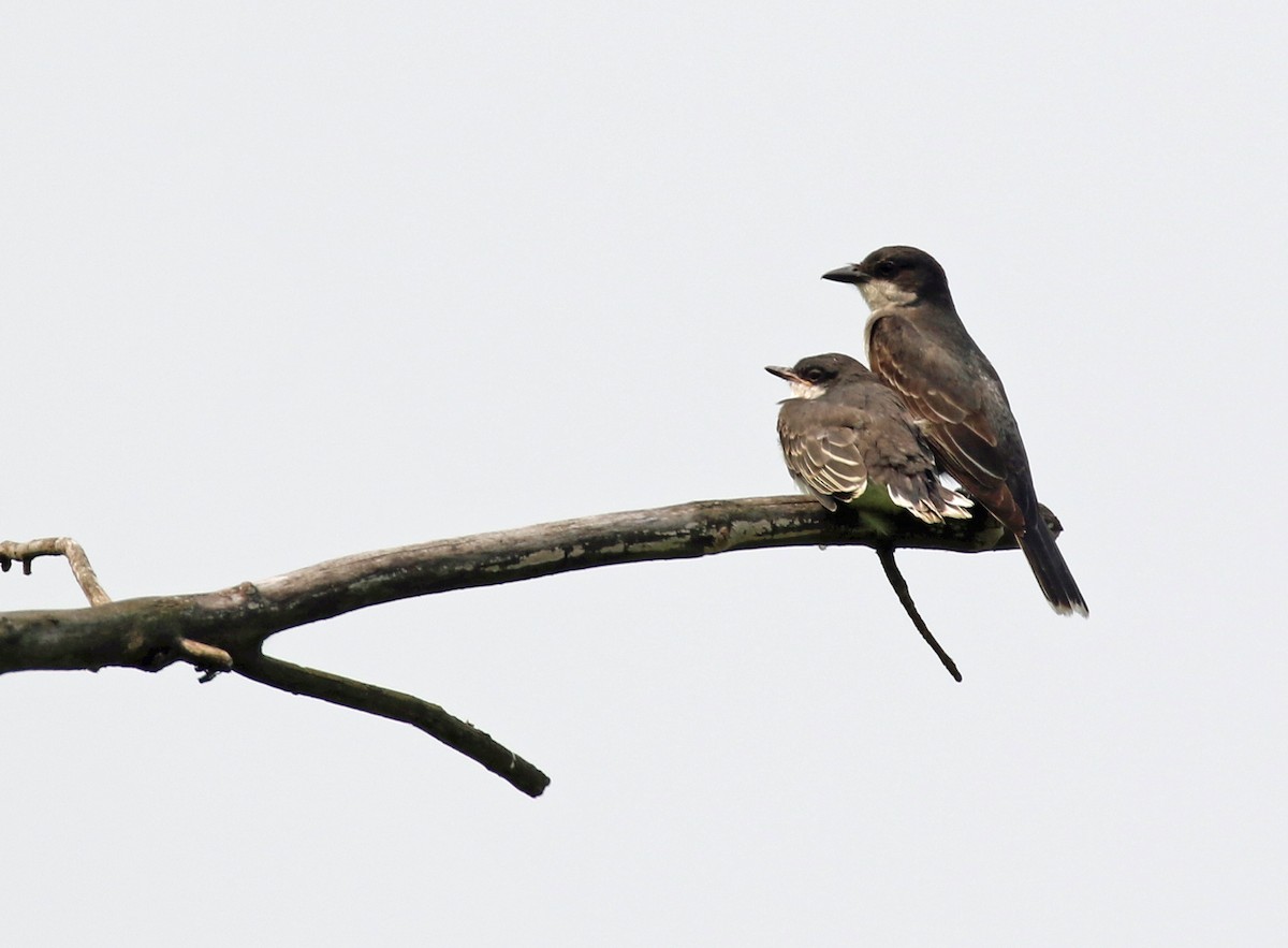 Eastern Kingbird - ML640005032