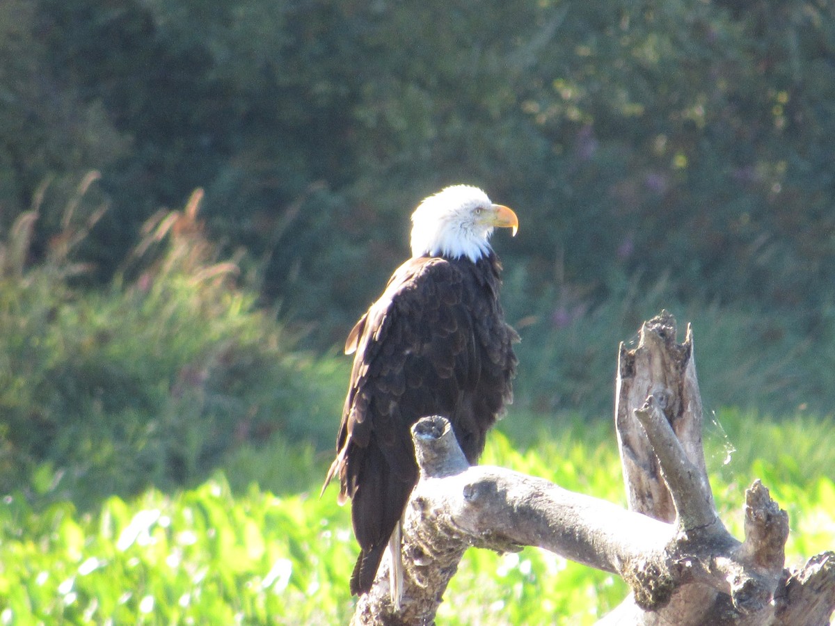 Bald Eagle - ML640005037