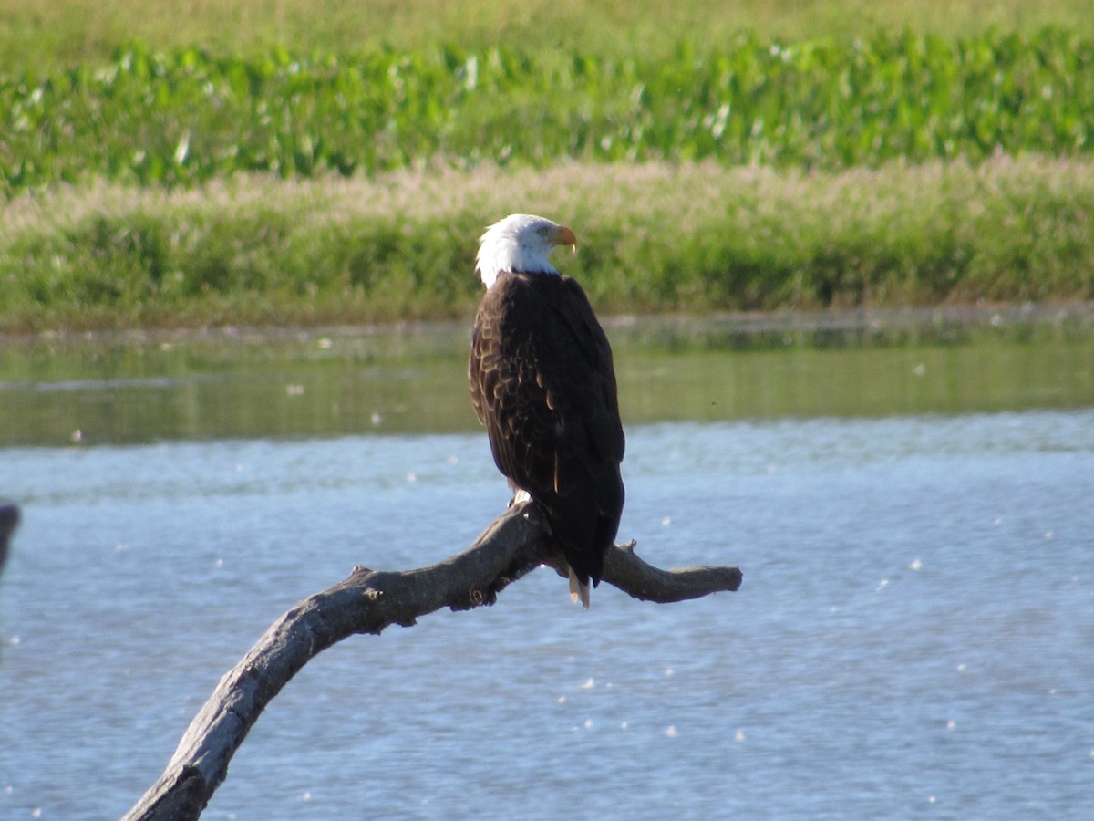 Bald Eagle - ML640005041