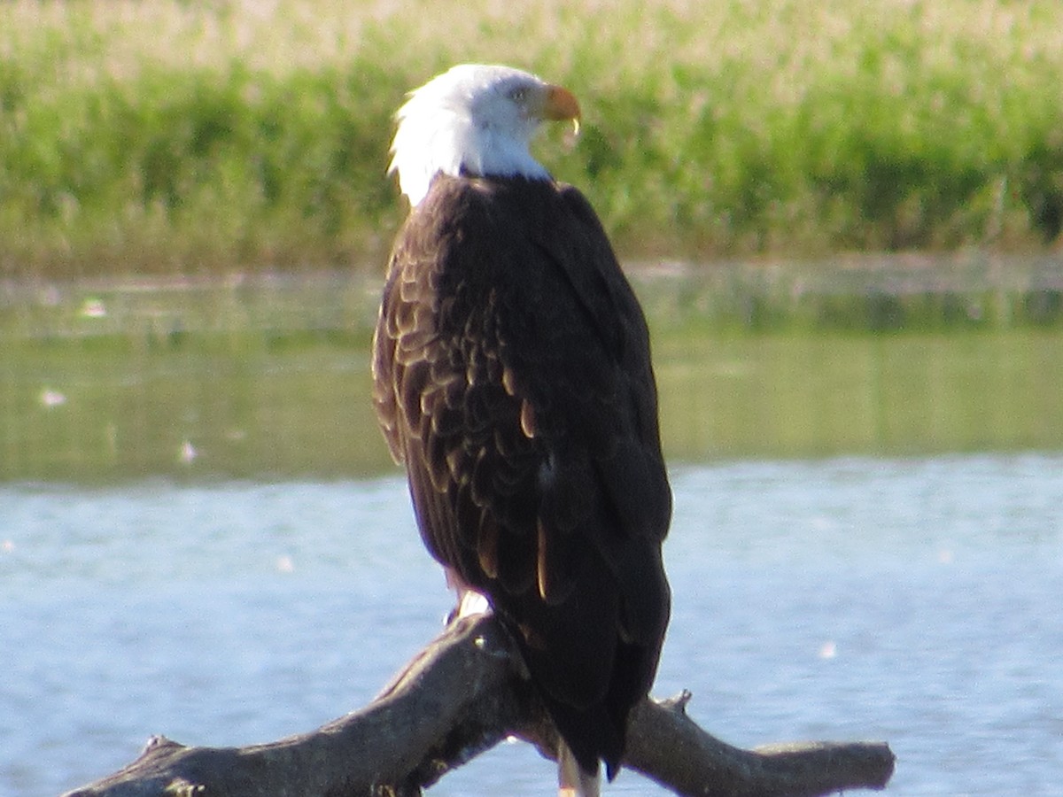 Bald Eagle - ML640005046