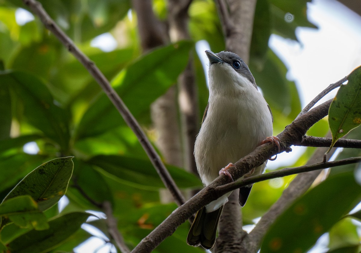 White-browed Shrike-Babbler (Dalat) - ML640005051