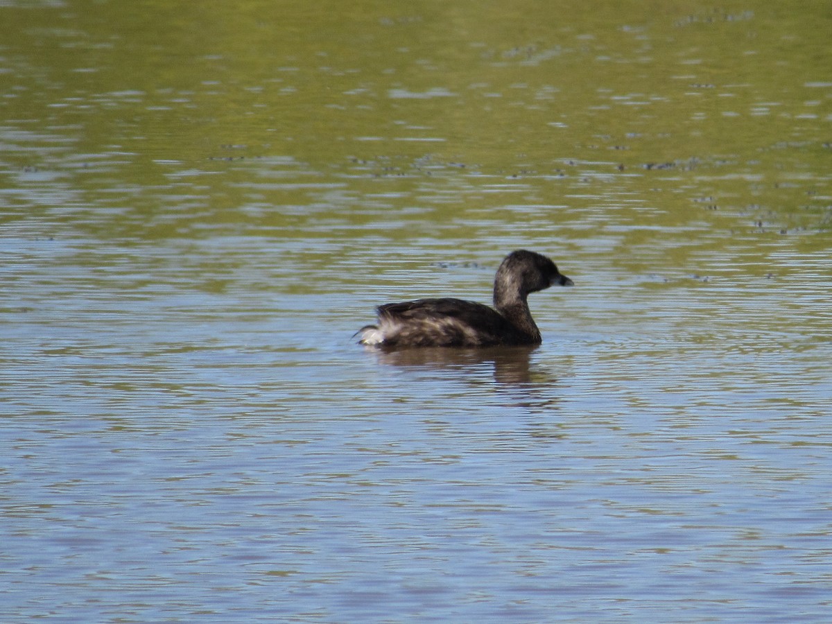 Pied-billed Grebe - ML640005058