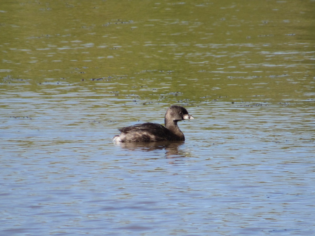 Pied-billed Grebe - ML640005067