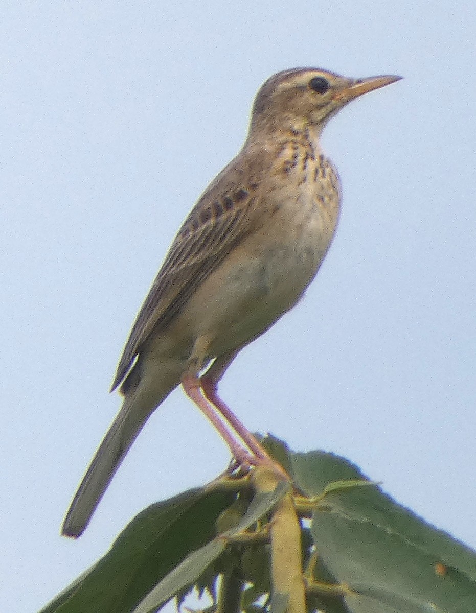 Richard's Pipit - ML640005196