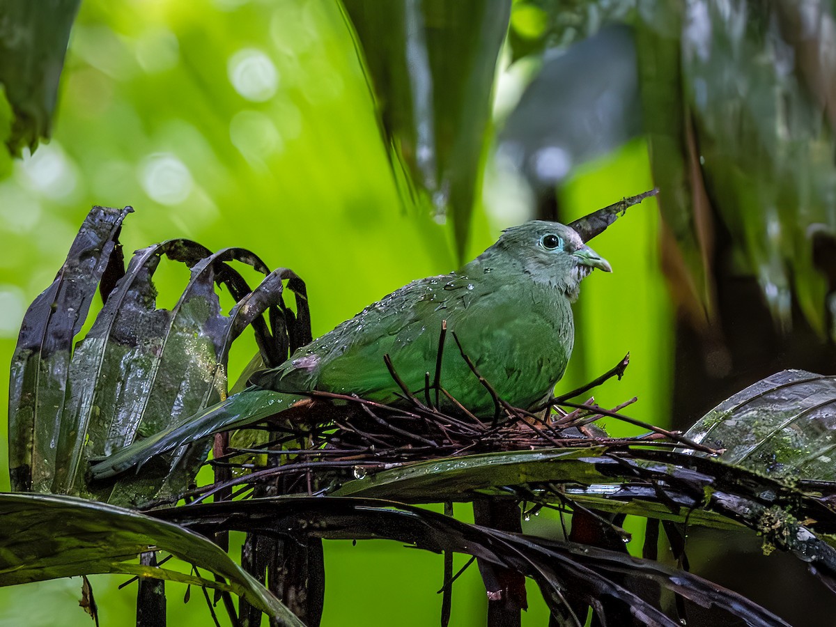 Scarlet-breasted Fruit-Dove - ML640005207