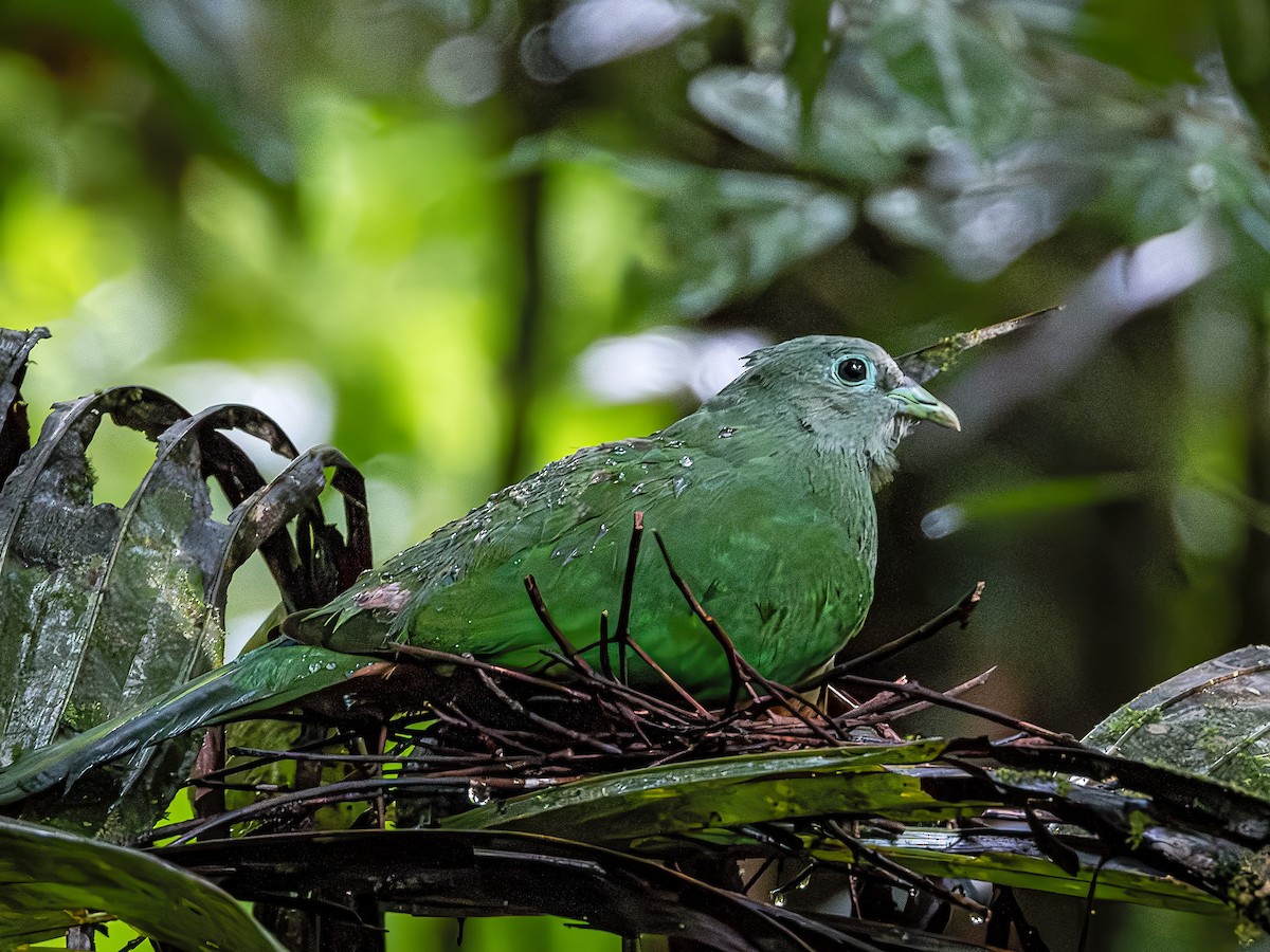 Scarlet-breasted Fruit-Dove - ML640005209