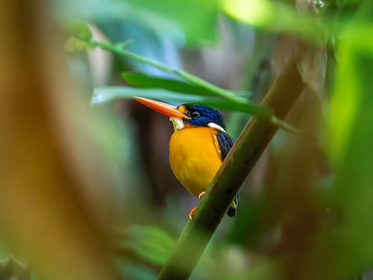 Moluccan Dwarf-Kingfisher (North Moluccan) - ML640005225