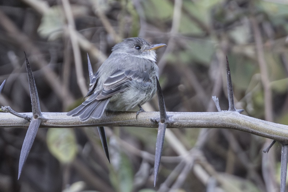 Tumbes Pewee - ML640005261