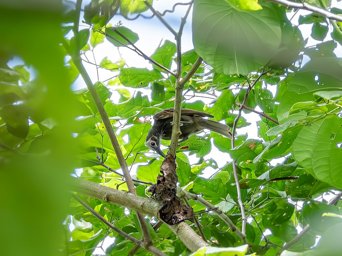 White-streaked Friarbird - ML640005287