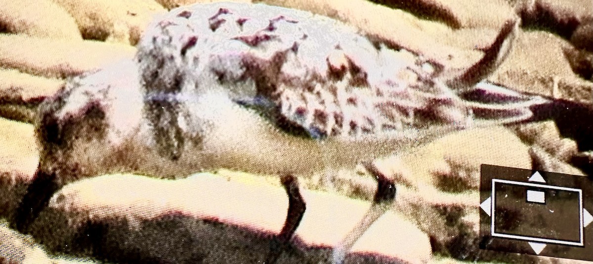 Sanderling - ML640005321