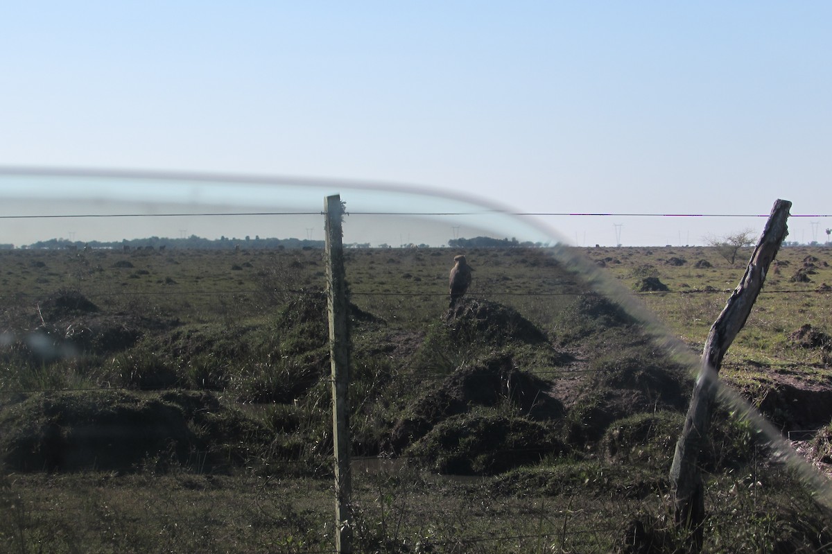 Savanna Hawk - ML640005375