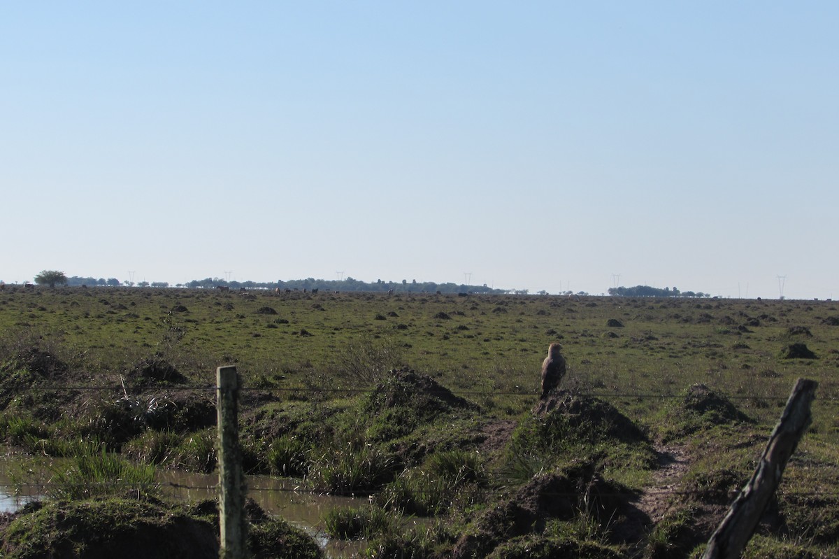 Savanna Hawk - ML640005376