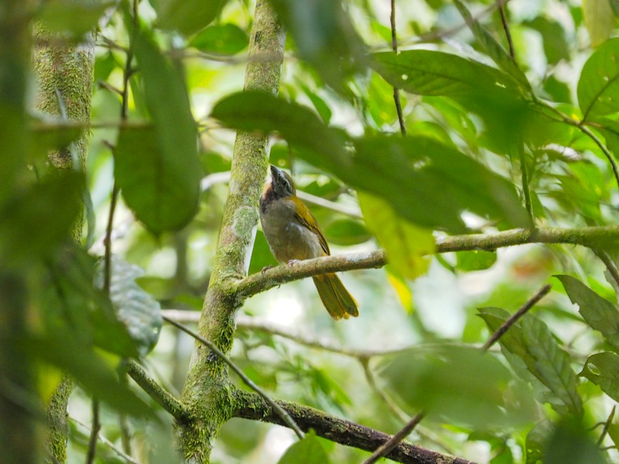 Buff-throated Saltator - ML640005395