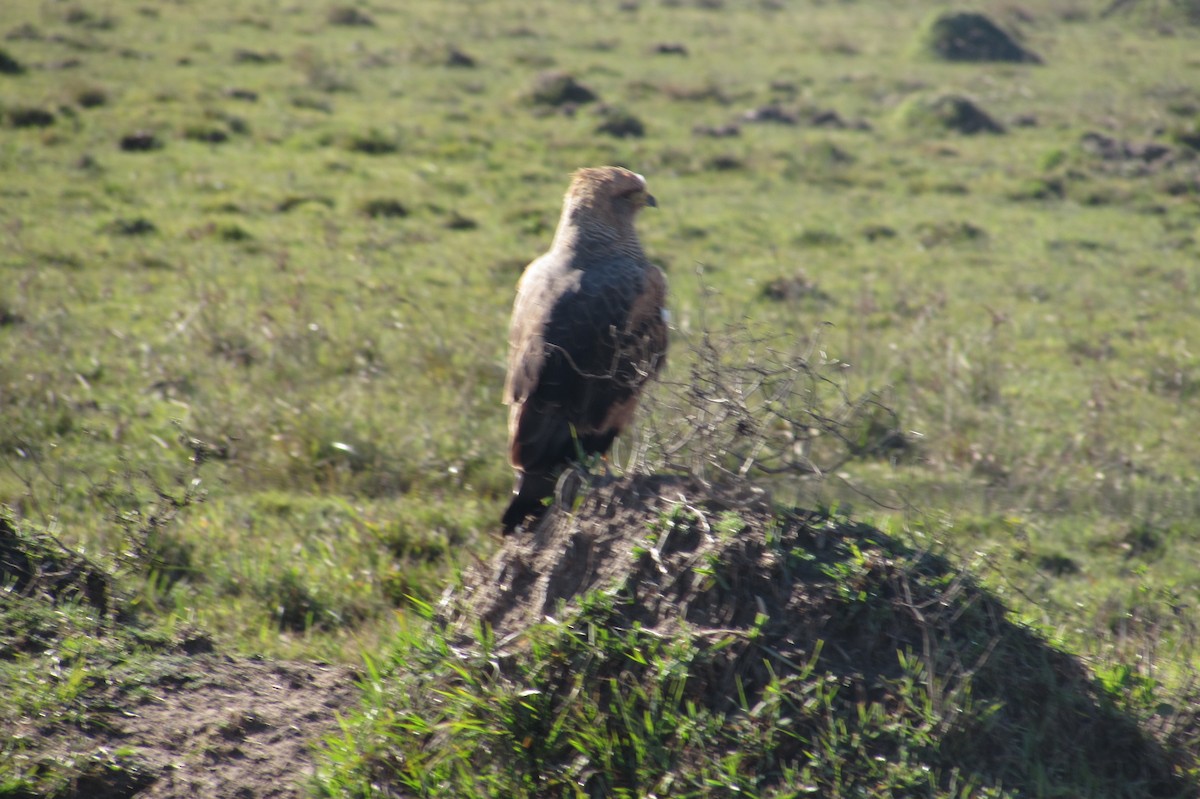 Savanna Hawk - ML640005396