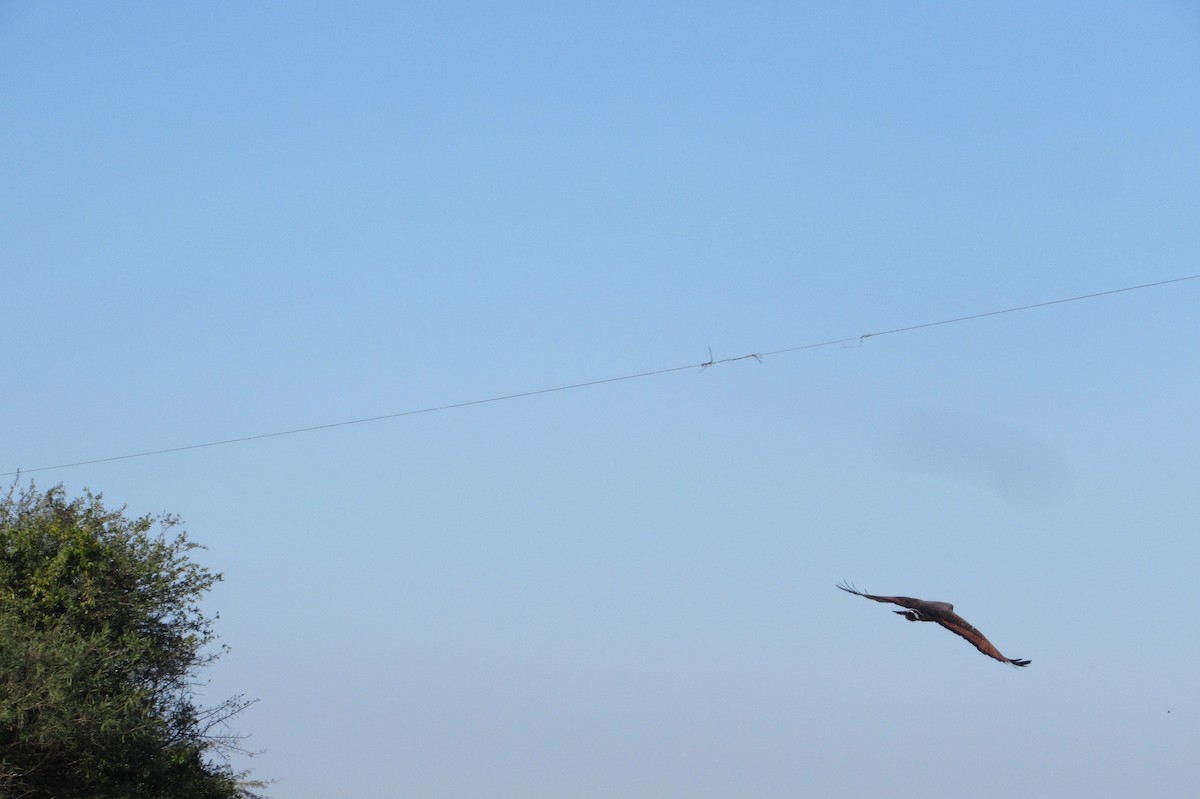 Savanna Hawk - ML640005397