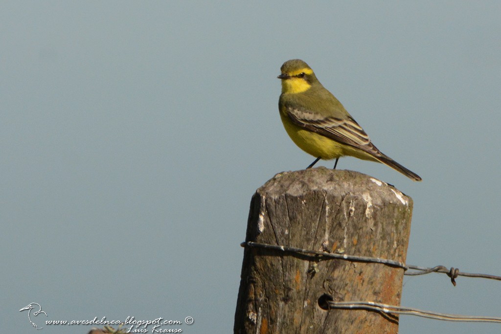 Yellow-browed Tyrant - ML64000541