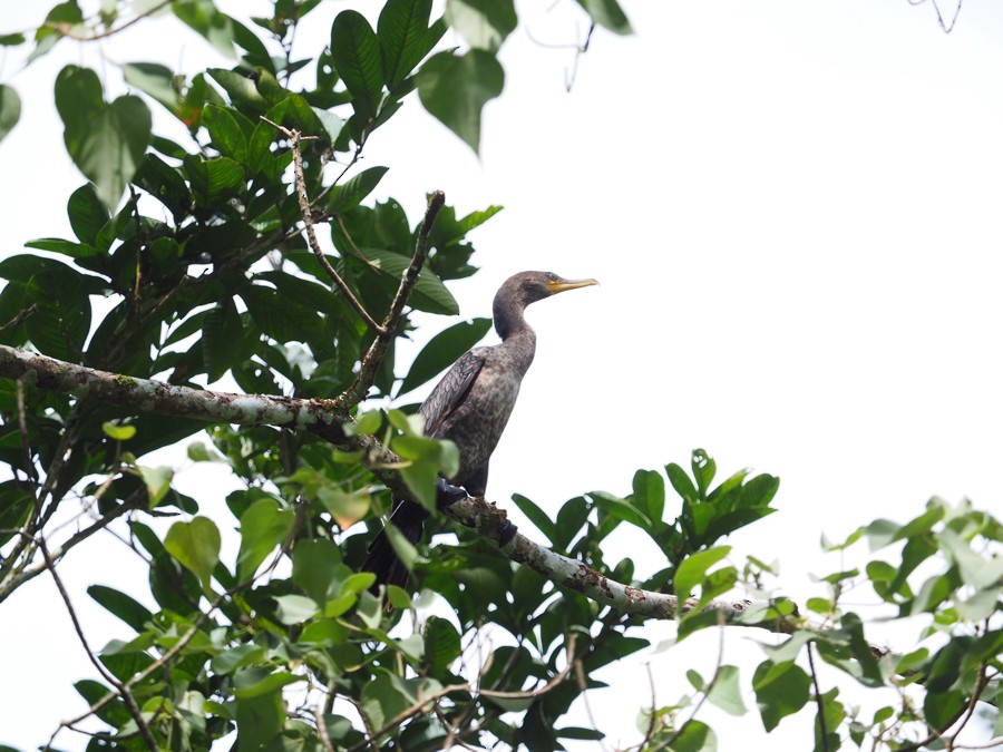 Neotropic Cormorant - ML640005472
