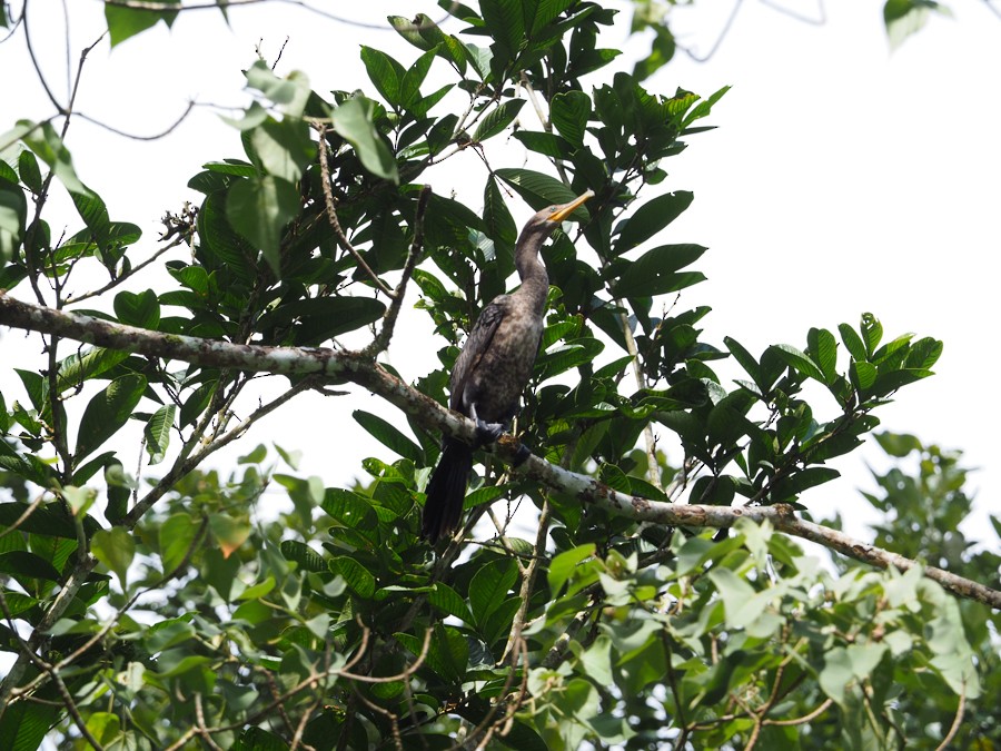 Neotropic Cormorant - ML640005474