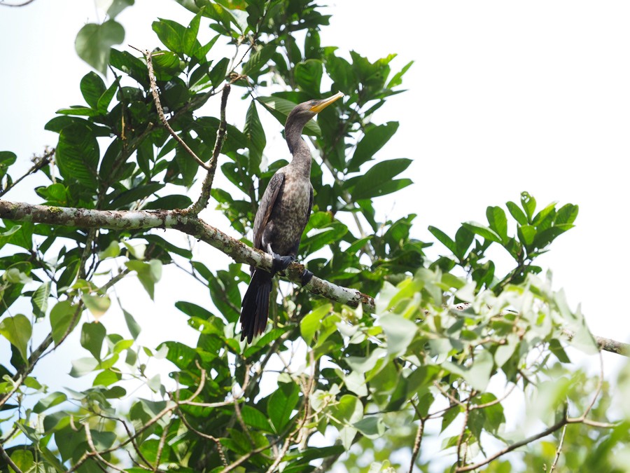 Neotropic Cormorant - ML640005475