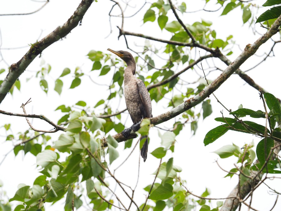 Neotropic Cormorant - ML640005476