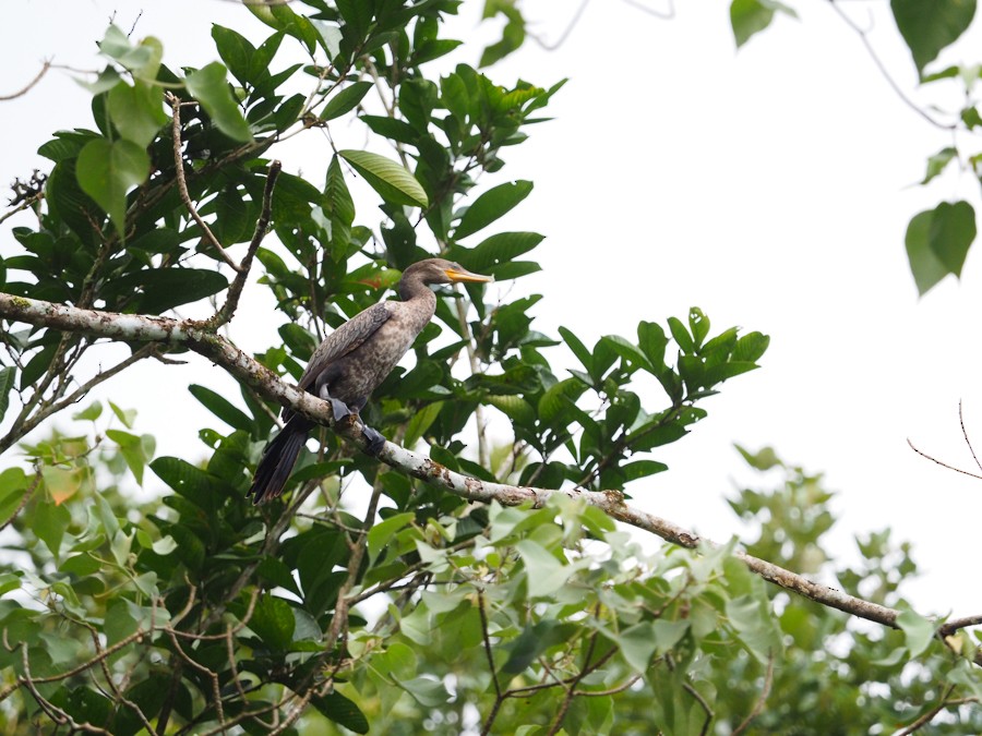 Neotropic Cormorant - ML640005477