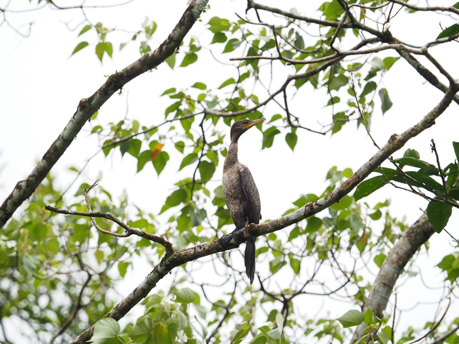 Neotropic Cormorant - ML640005478