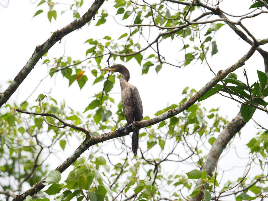 Neotropic Cormorant - ML640005479