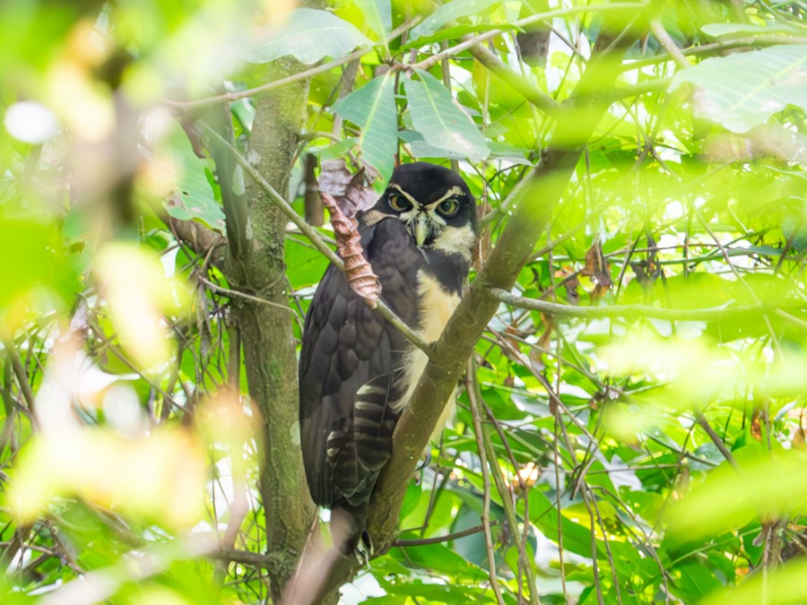 Spectacled Owl - ML640005535