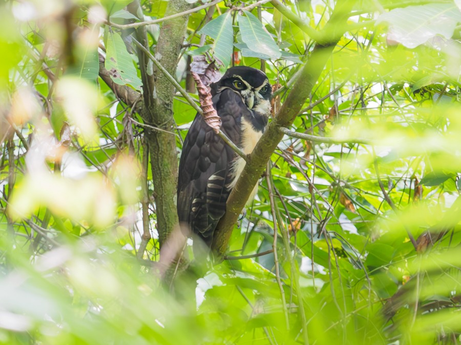 Spectacled Owl - ML640005536