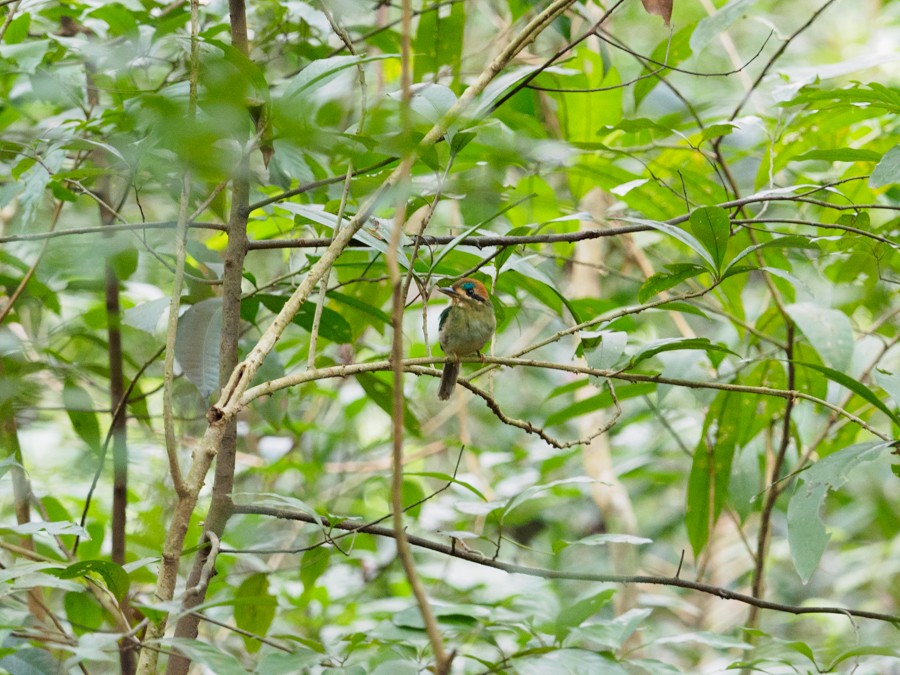 Tody Motmot - ML640005580