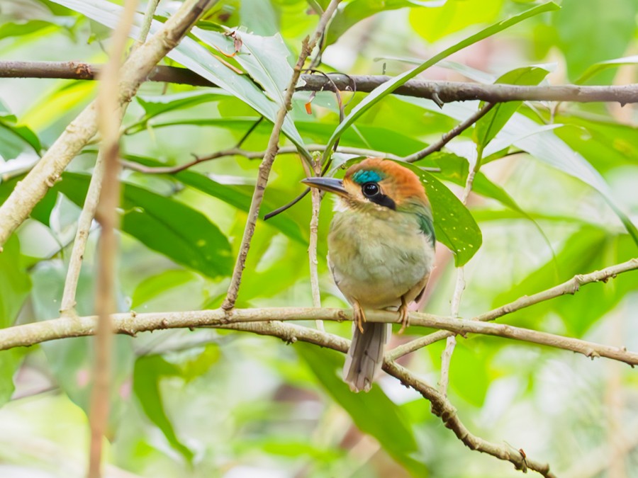 Tody Motmot - ML640005581