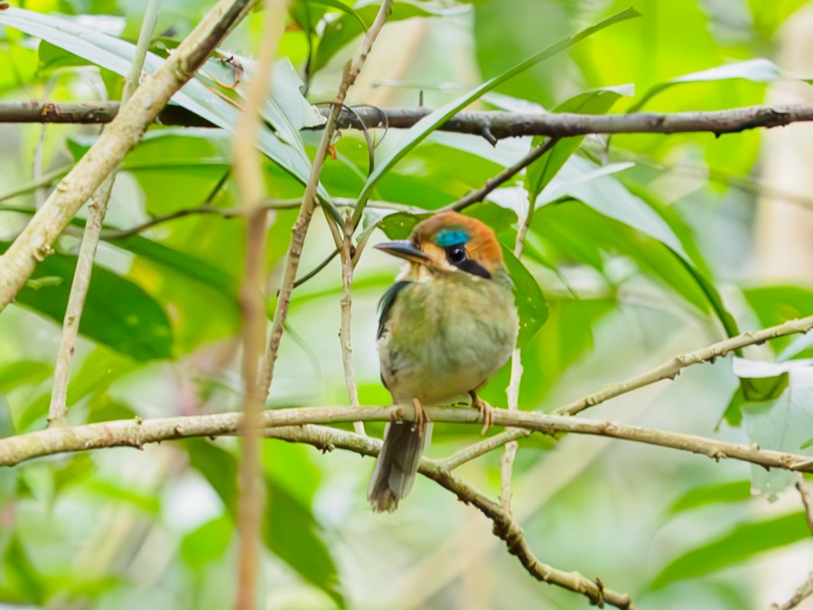 Tody Motmot - ML640005582