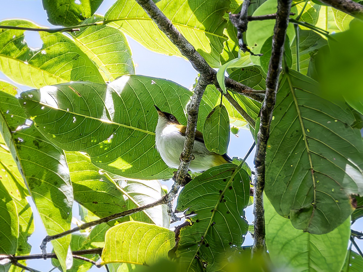 Cream-throated White-eye - ML640005583