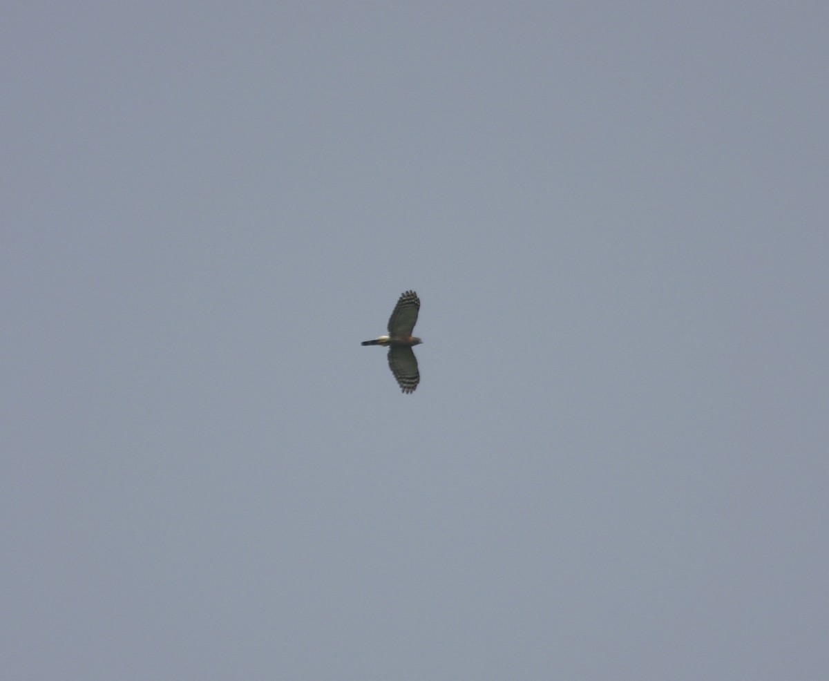 Double-toothed Kite - ML640005585