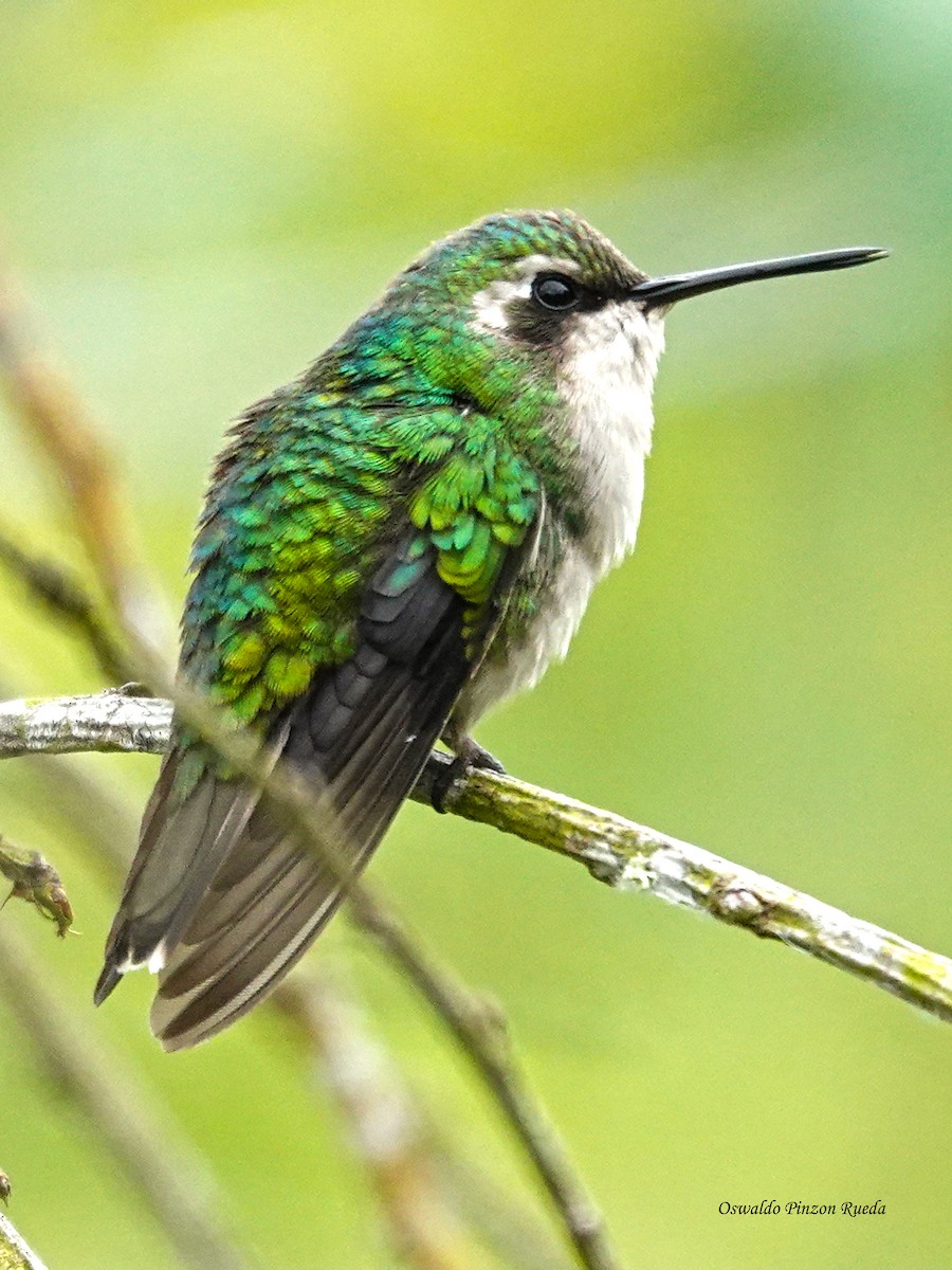 Short-tailed Emerald - ML640005664