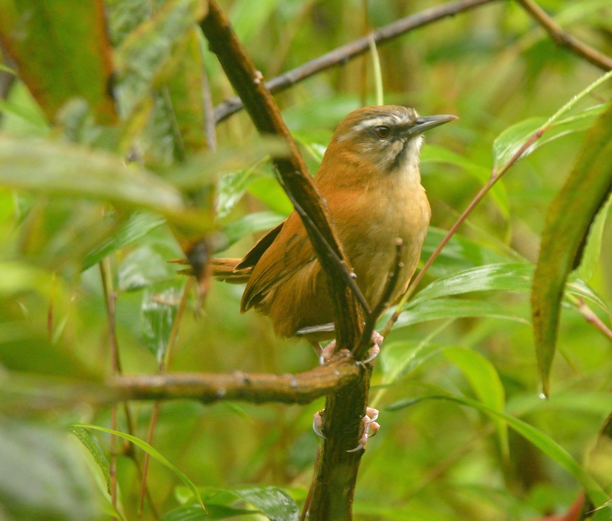 Mantaro Wren (undescribed form) - ML640005767