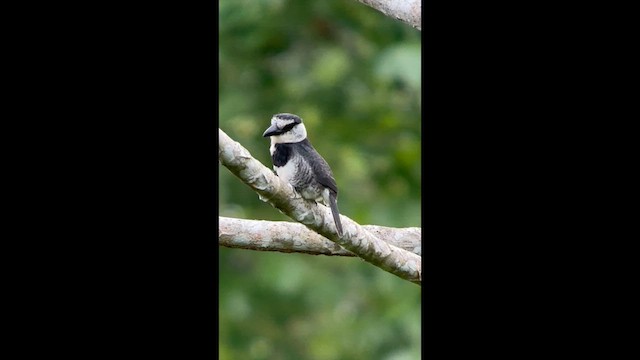 White-necked Puffbird - ML640005853