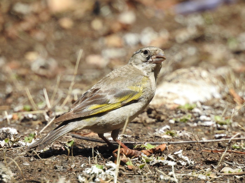 gråstillits - ML640005877